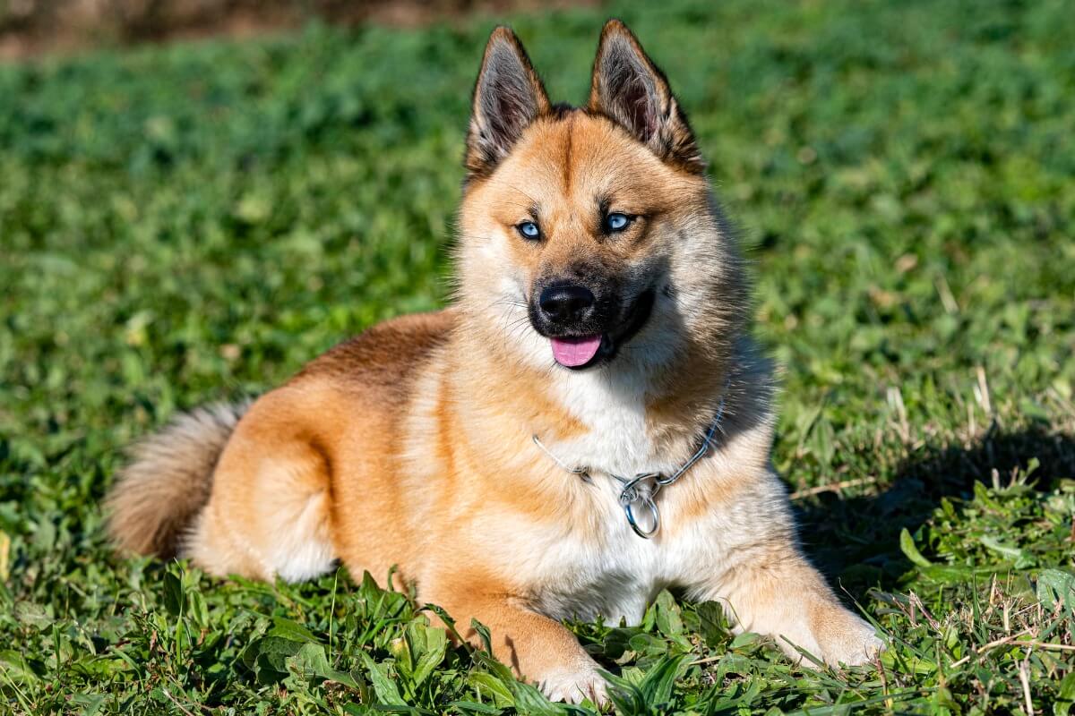 Un pomsky assis sur l'herbe.