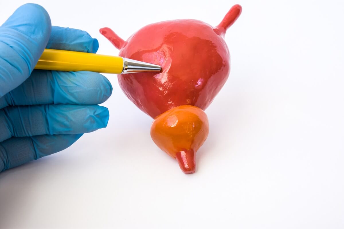 Prostatitis in dogs: symptoms and treatment