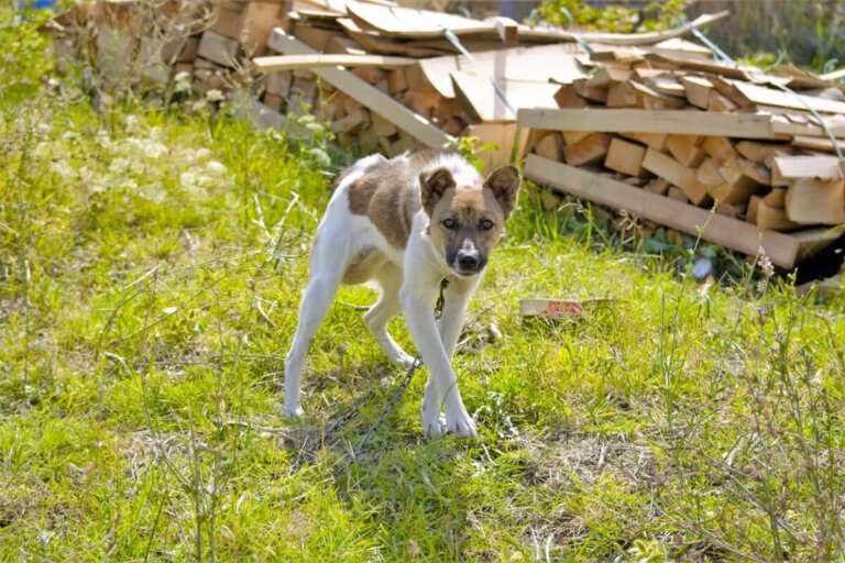 Raquitismo en perros: síntomas y tratamiento