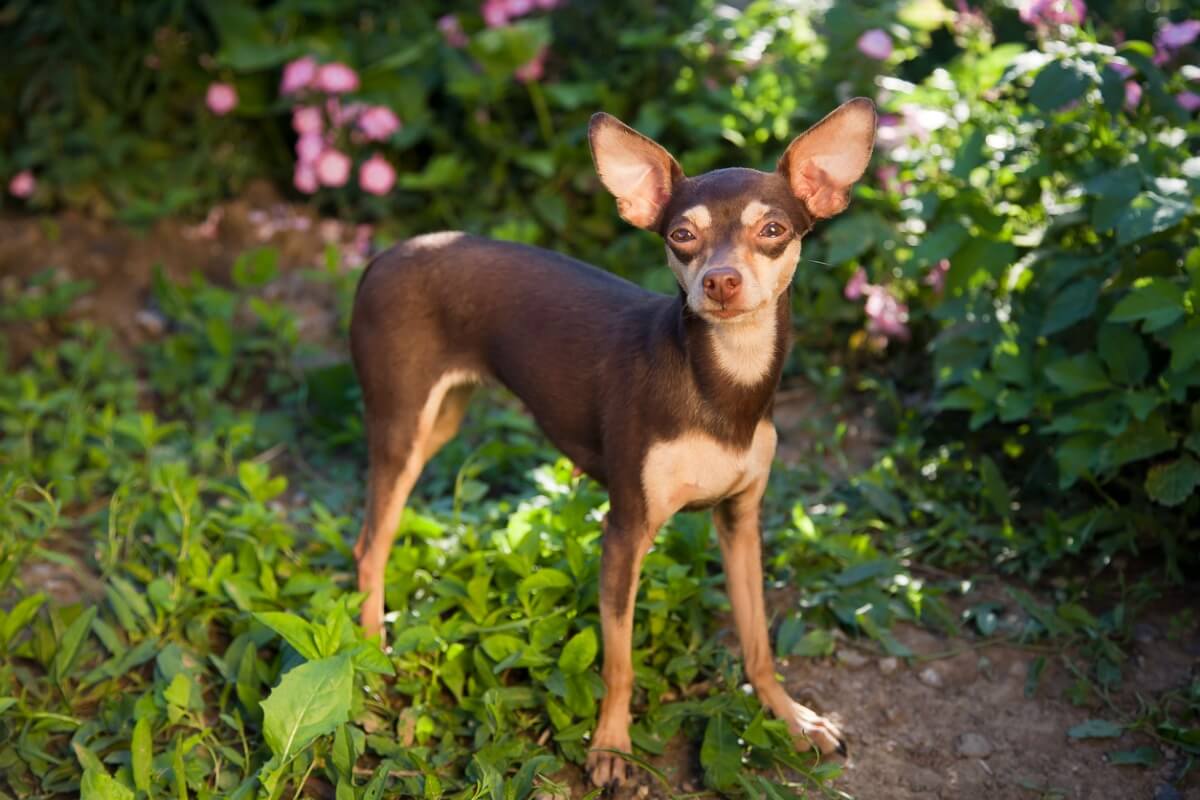 Una de las razas de perros mini toy.