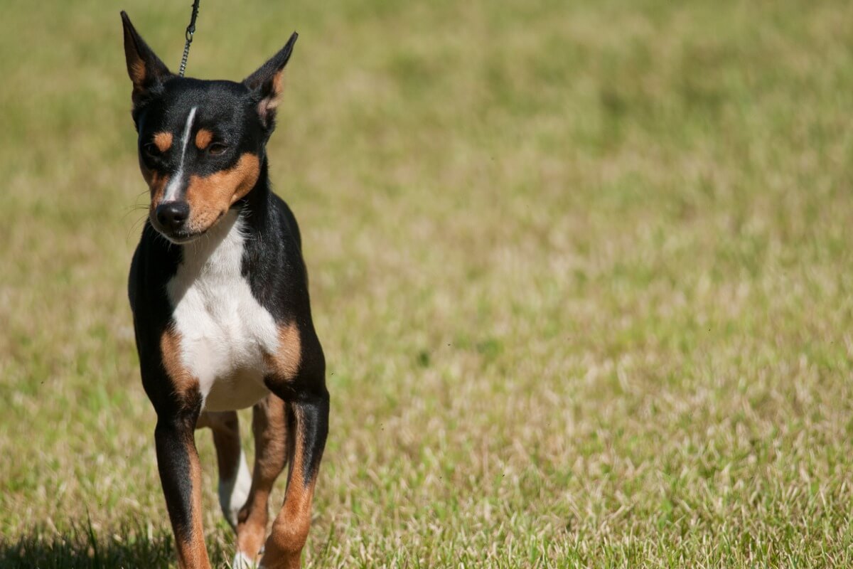Un ratier de Valence.