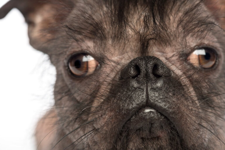 Las 12 razas de perros más feas