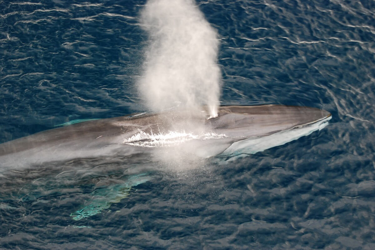 Uma baleia-comum na superfície do mar.
