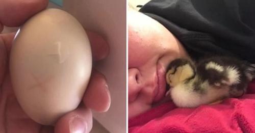 Mujer salva un huevo roto del nido de un pato, dándole la segunda mejor oportunidad de vida