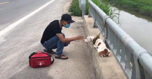 Perro abandonado en un puente se rinde ante el amor de su salvador