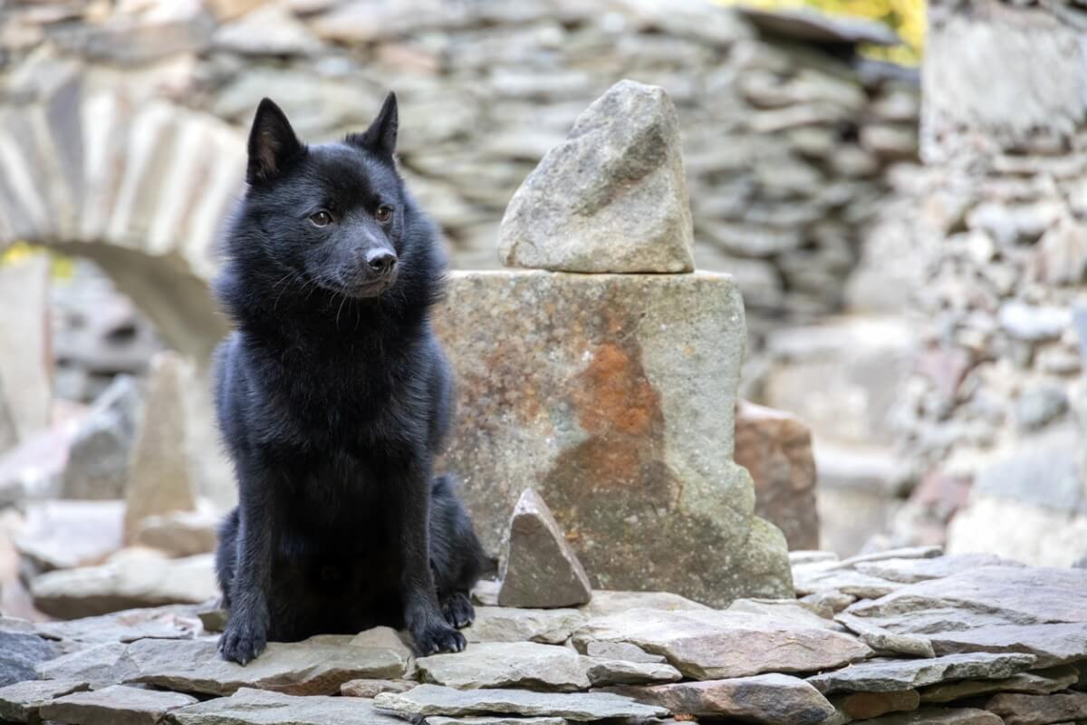 Uno de los perros que parecen zorros.