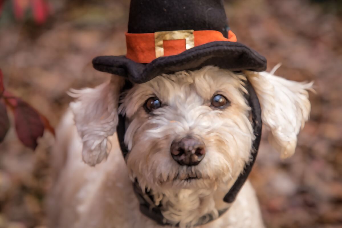 Schnoodle: Alles über diese Rasse