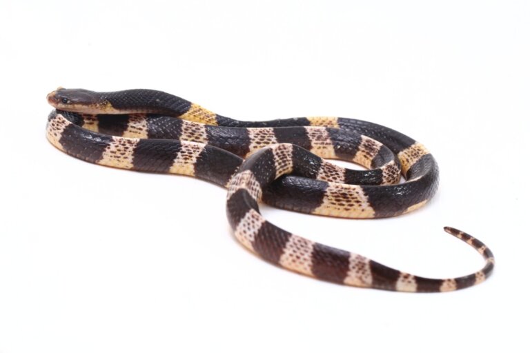 Científicos identifican nueva especie de serpiente venenosa en China