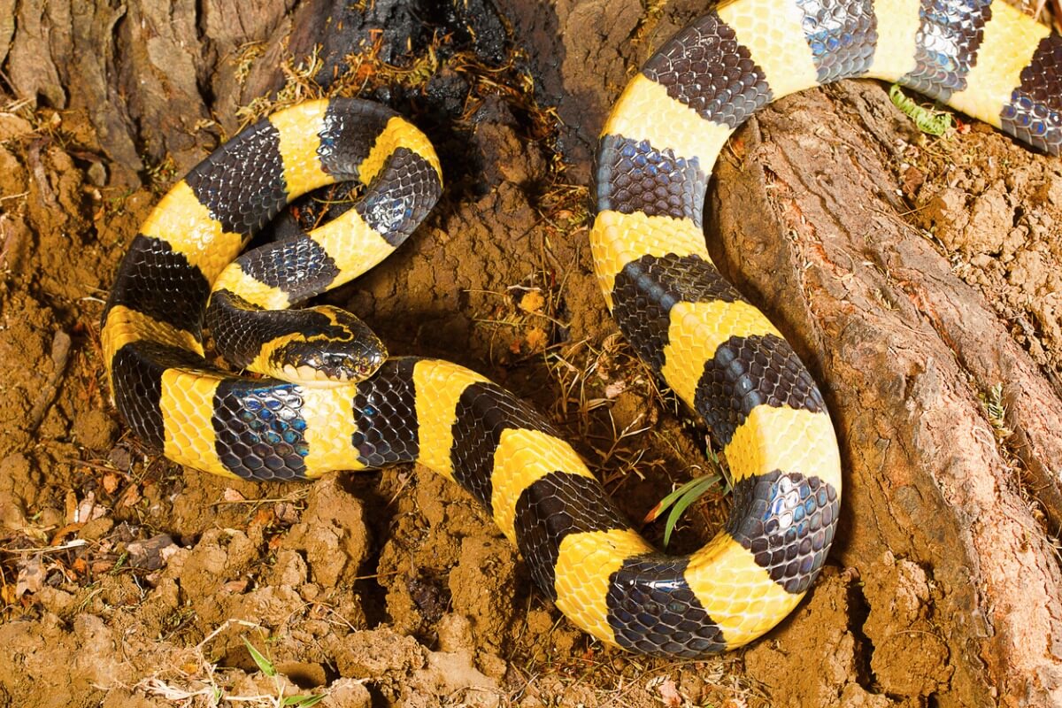 Una serpiente de Krait con colores vivos.