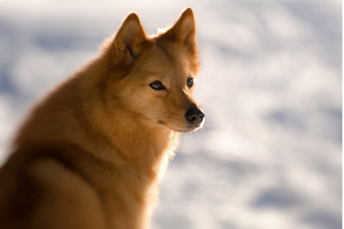 Un spitz finlandés en la nieve.