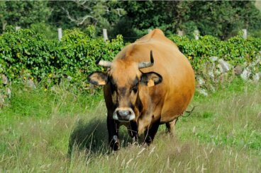 ¿Qué comen los toros?