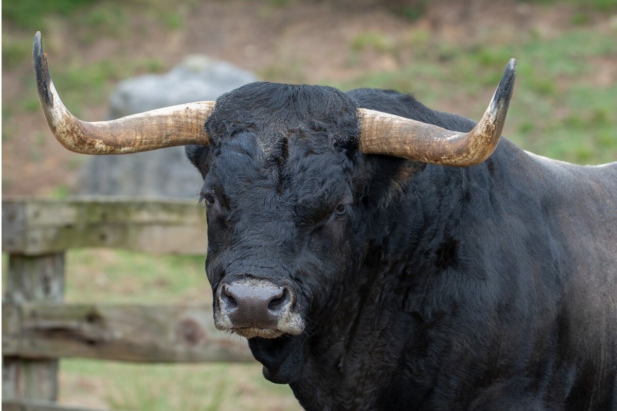 Un toro mirando a cámara.