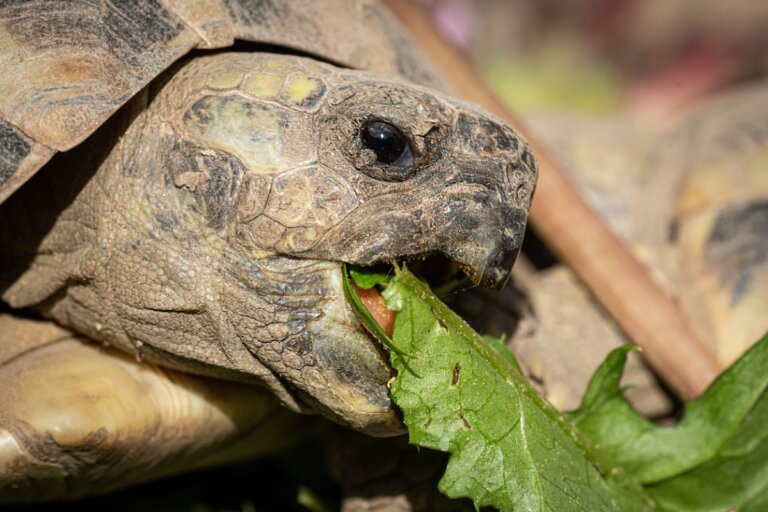 ¿Qué comen las tortugas de tierra?