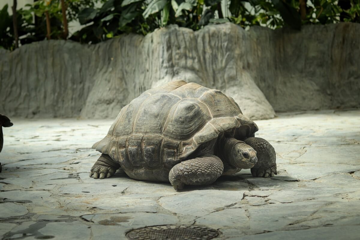 A giant tortoise.