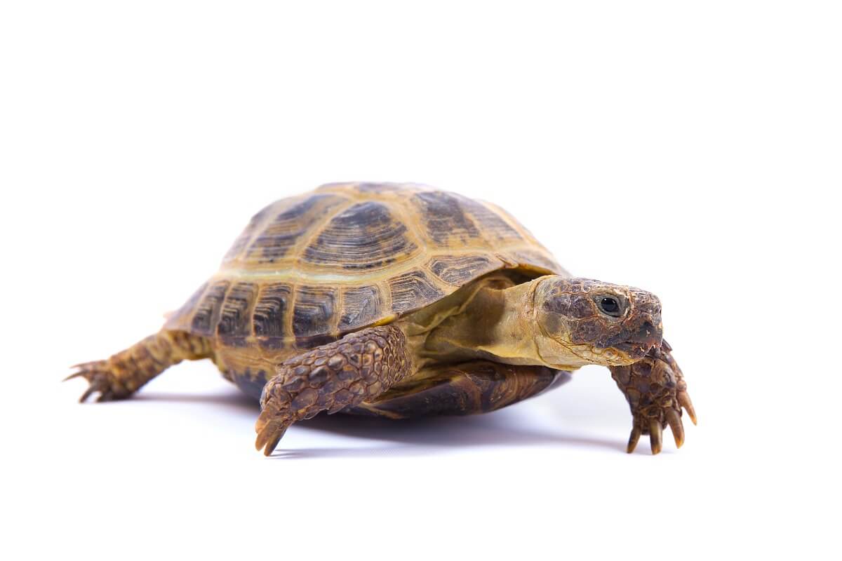 Bir Rus kaplumbağası.