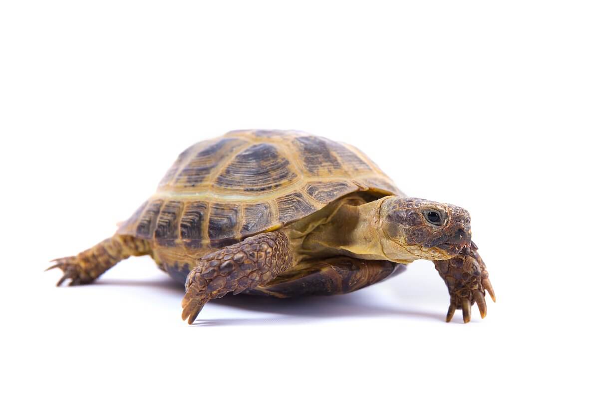 Une tortue de Horsfield sur fond blanc.