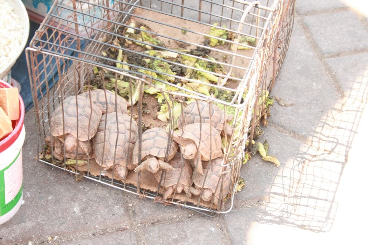 Illegal trade of species.