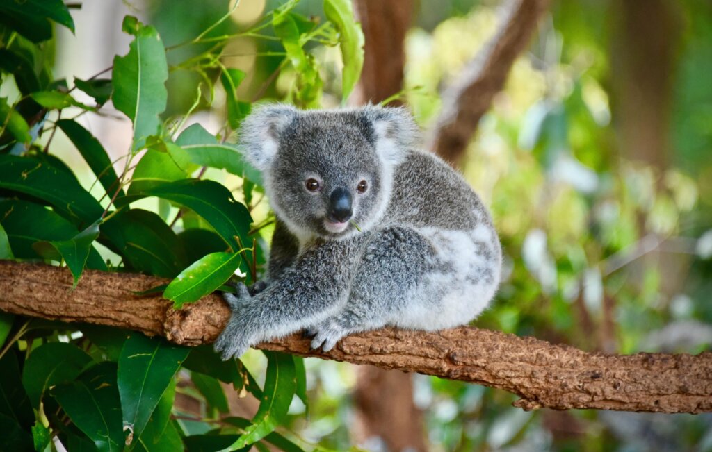 Un koala sobre un árbol.