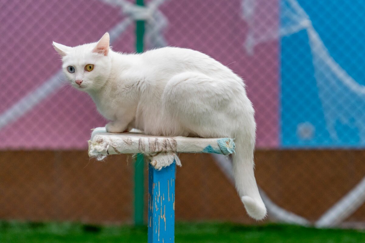 Um gato furgão turco.