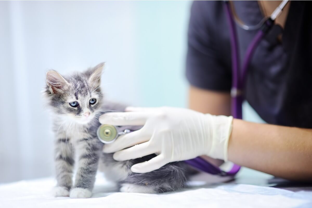 Um veterinário examinando um gatinho.