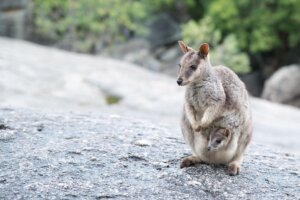 Diferencias entre canguro y wallaby