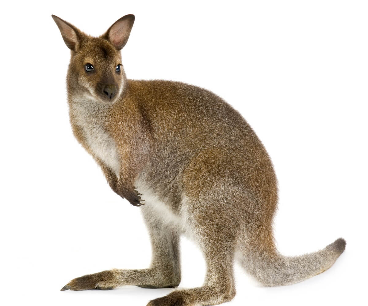 Um wallaby em um fundo branco.
