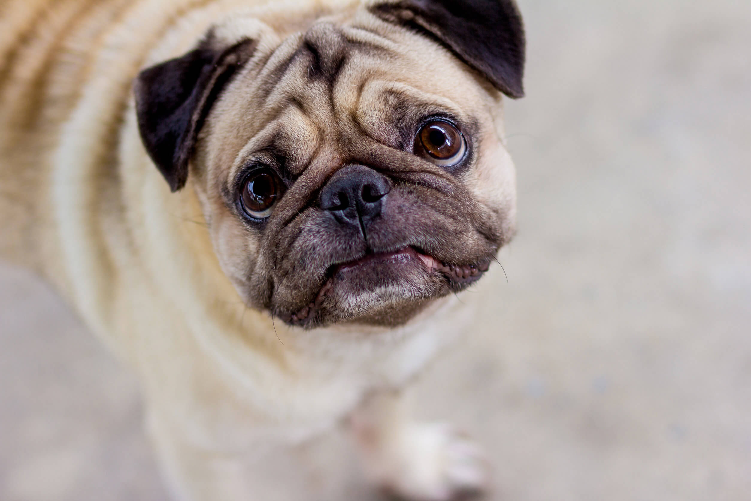 Perro Pug