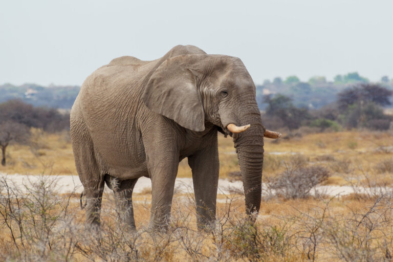 Cazador fallece aplastado por un elefante luego de haber asesinado a sus crías