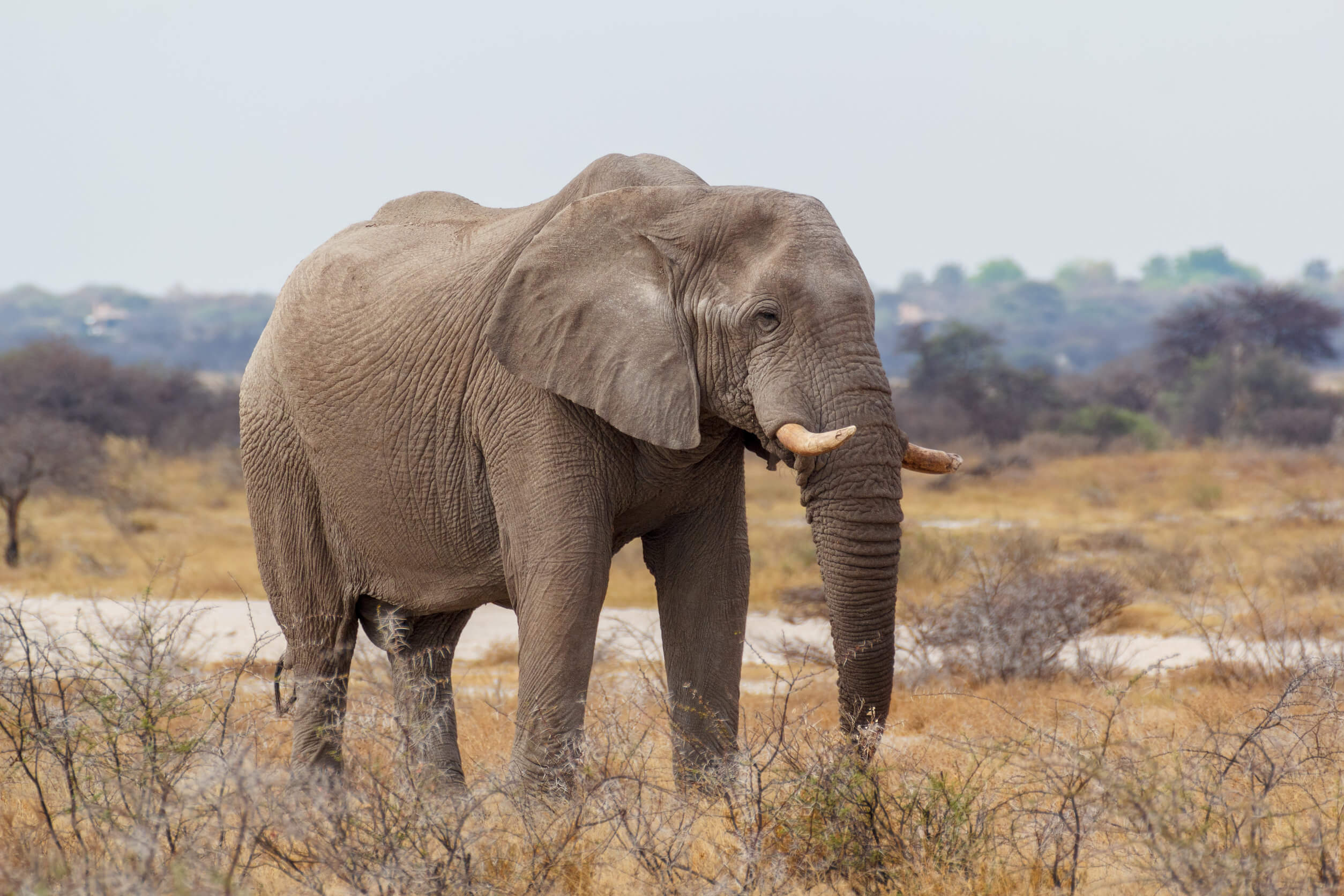Cazador fallece aplastado por un elefante luego de haber asesinado a sus crías