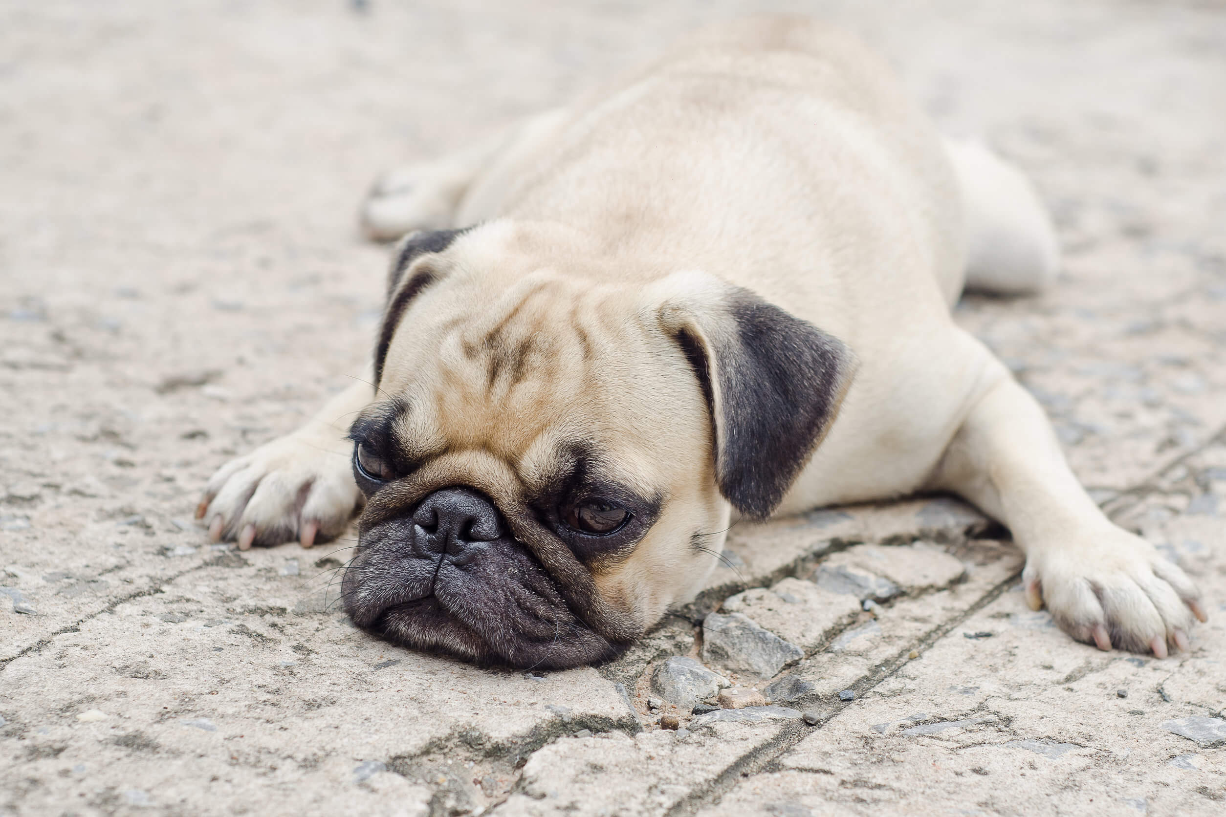 Pug triste