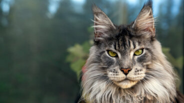 Enfermedades del gato maine coon