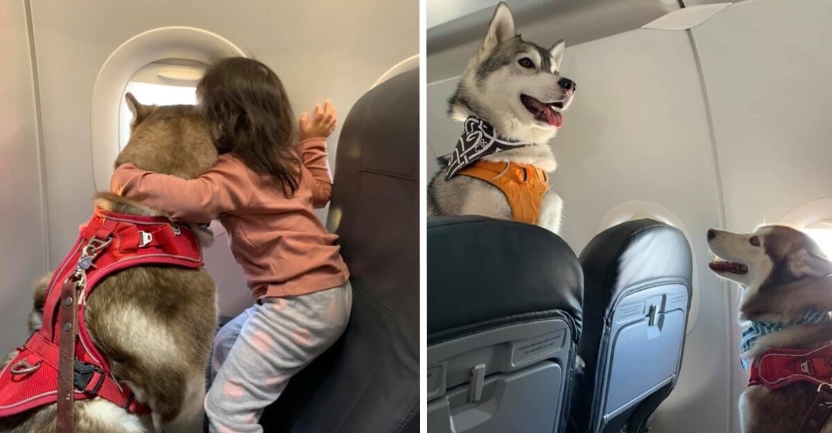 Nueva ley permitirá que las mascotas viajen en cabinas y no en las bodegas de los aviones