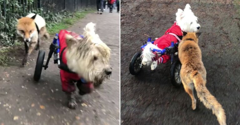 Perro en silla de ruedas se convierte en el guía de una zorra ciega