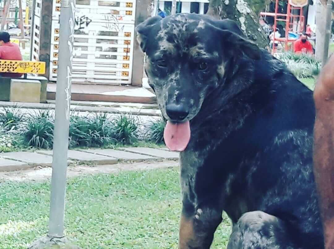 Shaggy, perro rescatado