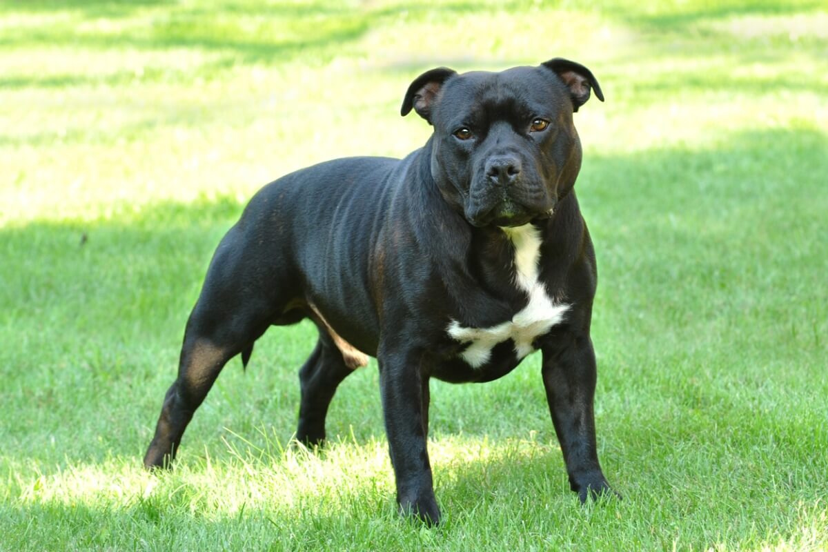 A black and white American Staffordshire terrier.