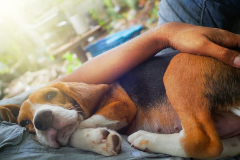 3 señales de que mi perro debe ser sacrificado