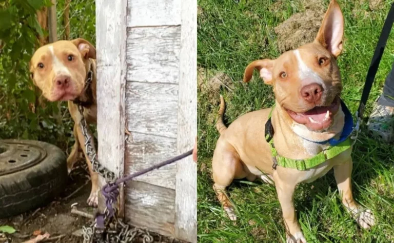 Un perro rescatado de un patio trasero pudo volver a recuperar su sonrisa