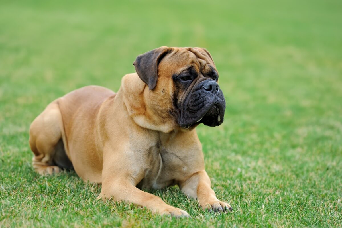 Un bullmastiff sull'erba.
