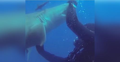 Tiburón se acerca a un buzo suplicándole ayuda desesperadamente