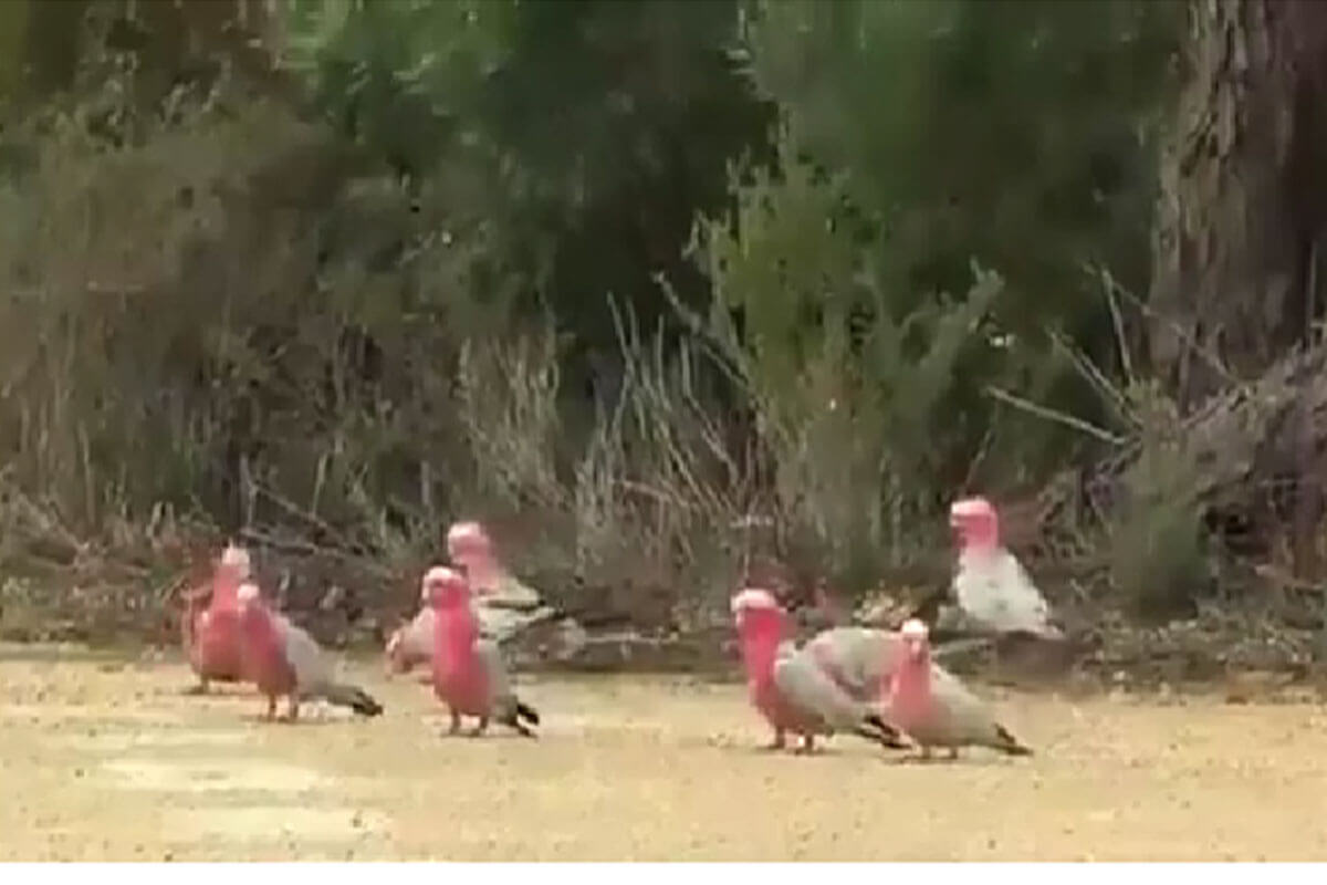 Familia de cacatúas rosadas