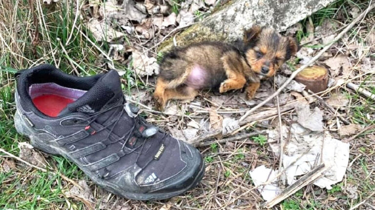 Cachorrito abandonado busca refugio en un zapato viejo para protegerse del frío