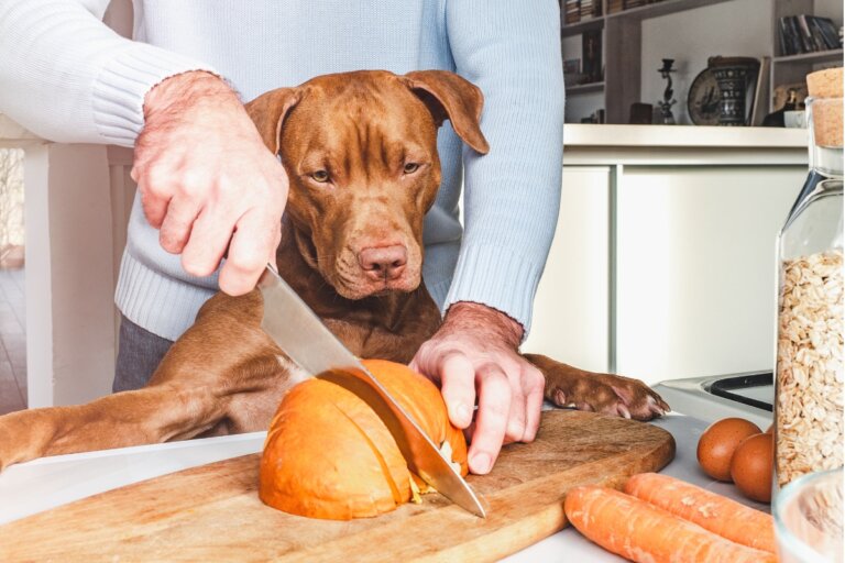 6 alimentos que mejoran el pienso de tu perro