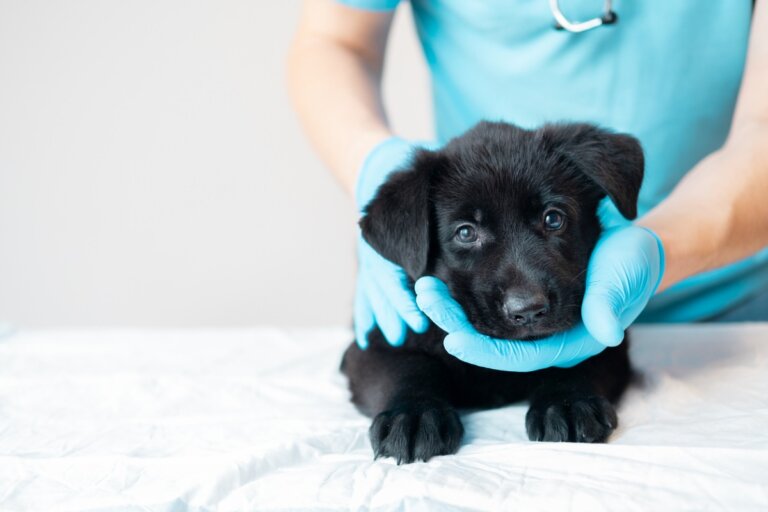 Plan de vacunación para cachorros: todo lo que debes saber
