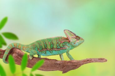 Mi camaleón va a poner huevos: ¿qué hago?