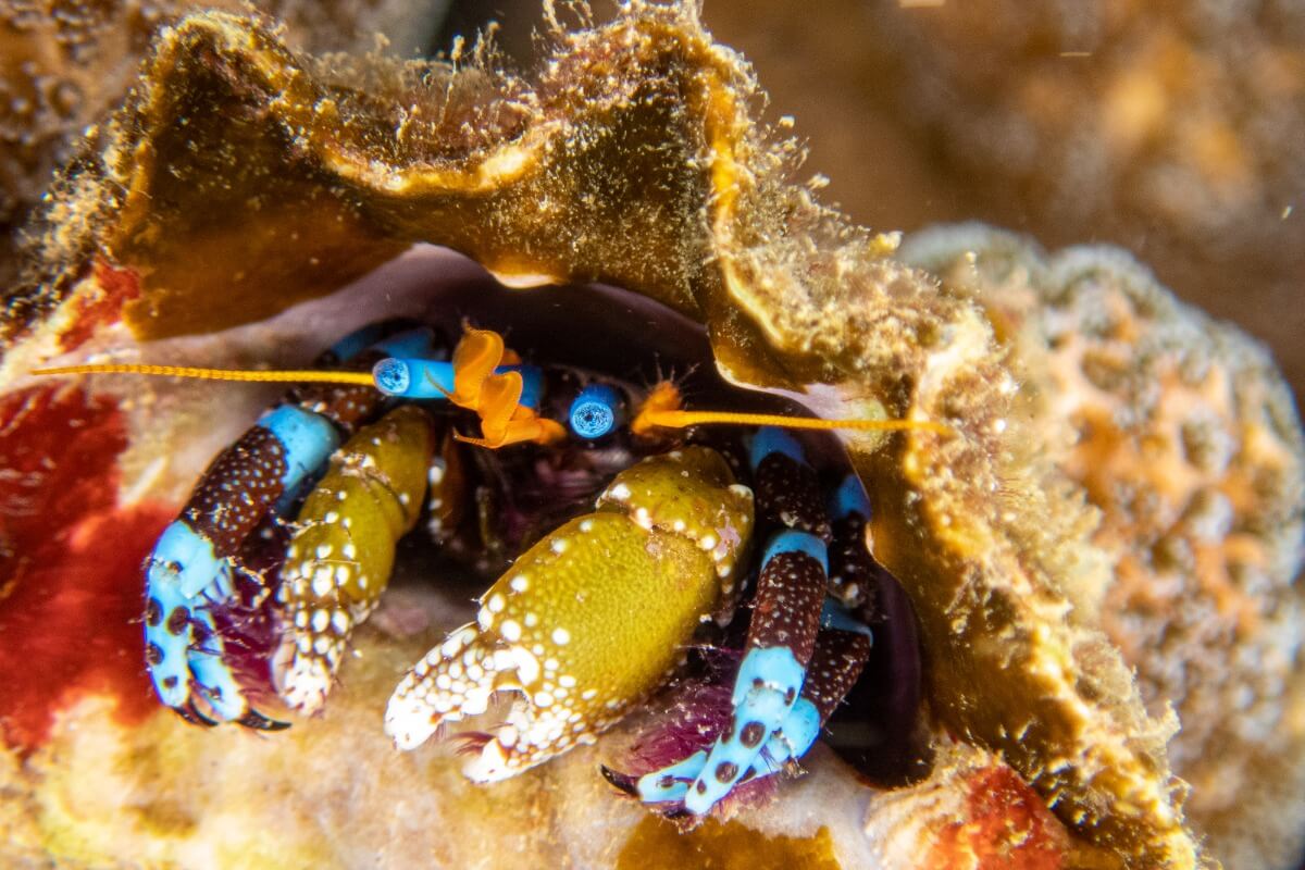 Un bernard-l'hermite.