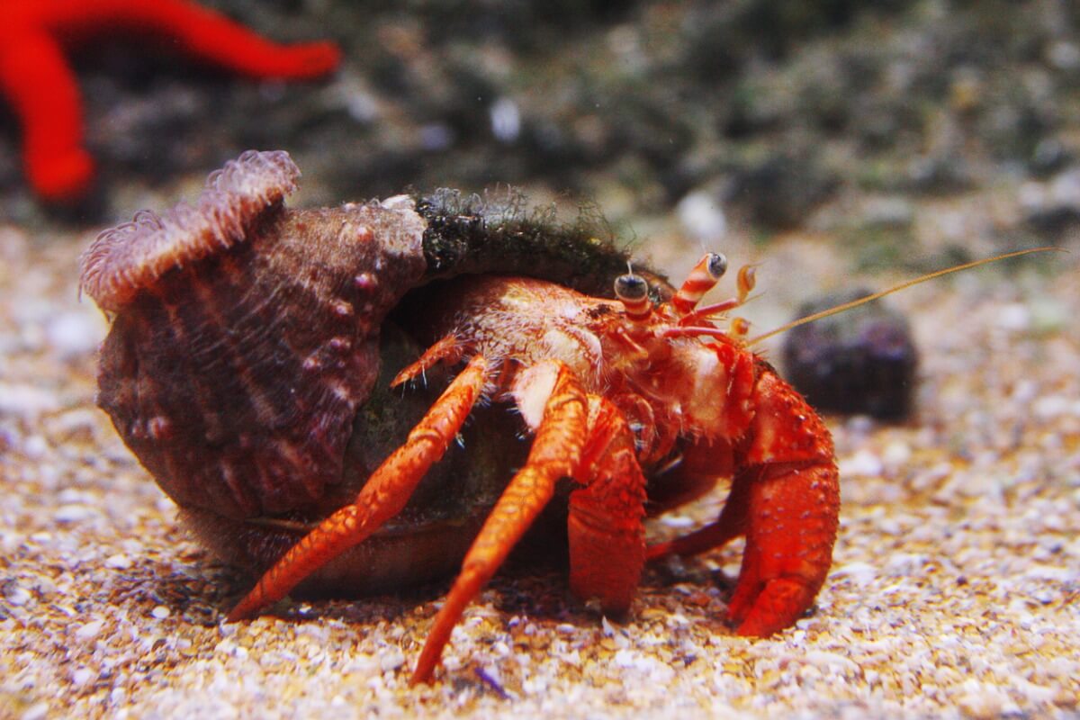 A crab.