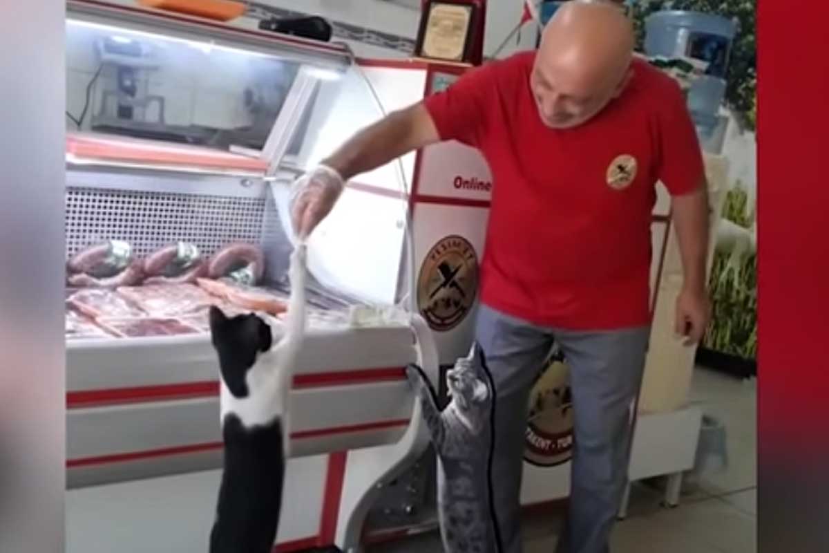 carnicero turco alimenta gato