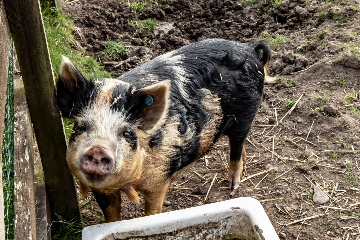 Combien pèse un cochon Kune-Kune ?