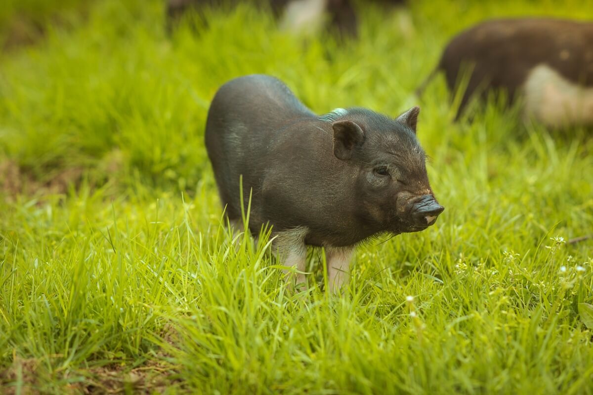 Un maiale vietnamita sull'erba.