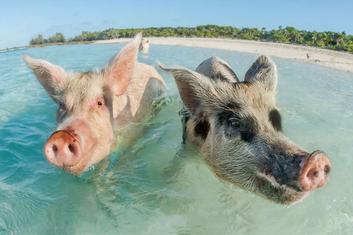 Unos cerdos nadando en la playa.